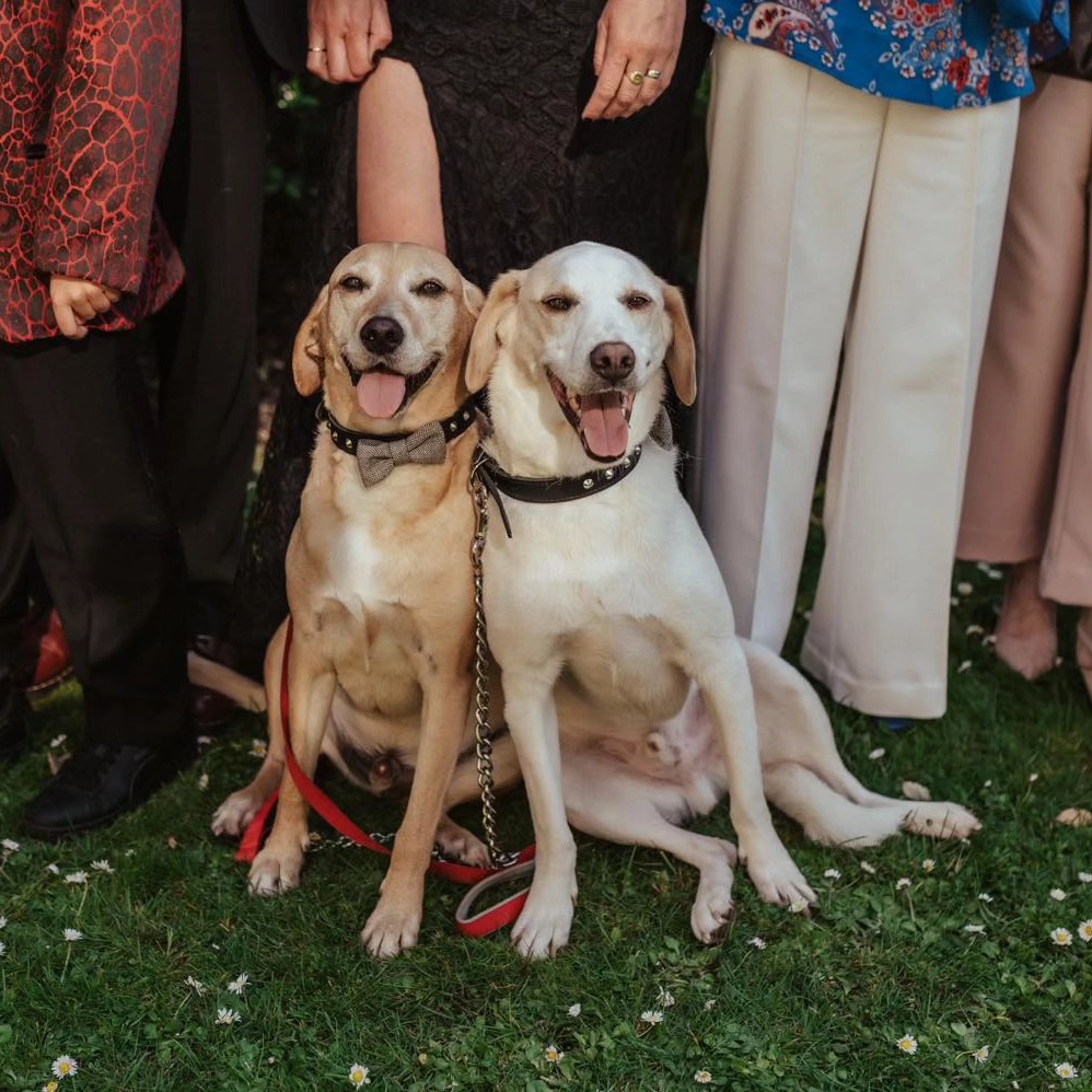 dogs in wedding photos 